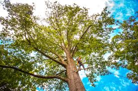 Best Arborist Consultation Services  in La Junta, CO