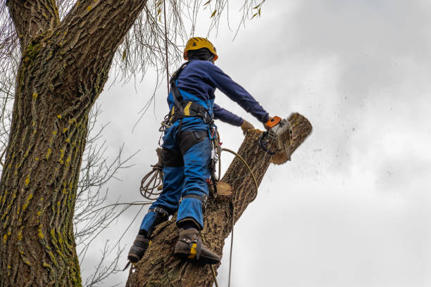 La Junta, CO Tree Services Company