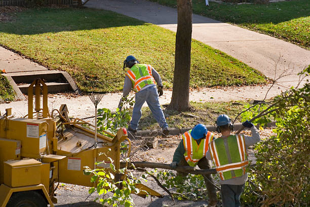 Best Stump Grinding and Removal  in La Junta, CO